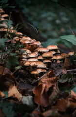 autumn in the forest