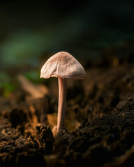 mushroom in the forest