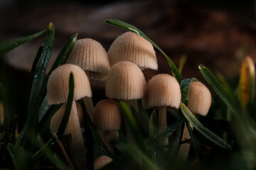 mushrooms in the forest