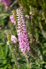 Veronica 'Pink Damask' a summer flowering plant with a pink summertime flower commonly known as speedwell, stock photo image