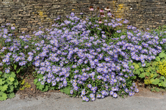 Aster x frikartii 'Monch' a lavender blue herbaceous perennial summer autumn flower plant commonly known as Michaelmas daisy, stock photo image