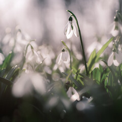snowdrop flower in the morning