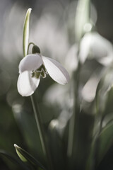 snowdrop flower in the morning