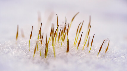 moss in snow