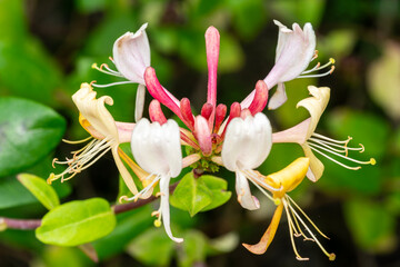 Lonicera periclymenum 'Graham Thomas' a summer flowering plant commonly known as woodbine