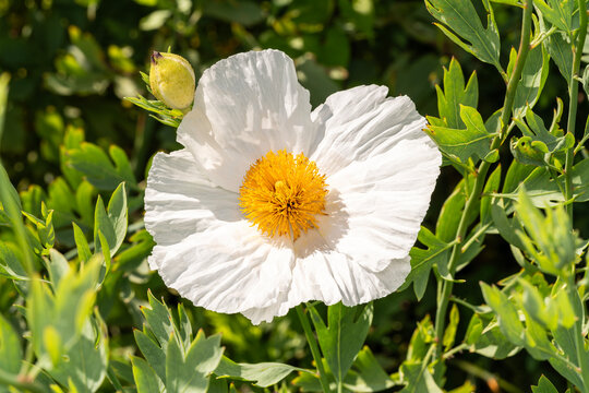 Romneya coulteri which is a summer flowering plant with a white summertime flower commonly known as Californian tree poppy, stock photo image