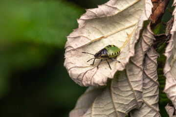 Nymph of common green shield bug Palomena prasina order Hemiptera often called green stink bug stock photo image