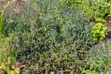 Echium vulgare a summer flowering plant with a blue summertime flower commonly known as  viper's bugloss, stock photo image