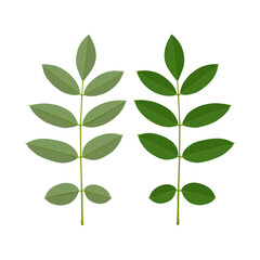 Vector illustration, Indigofera zollingeriana leaves, isolated on white background.