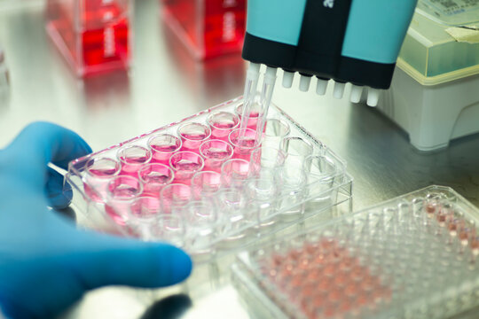 cell culture with multiple pipette at the safety cabinet in cell culture laboratory, medical, medicine and cell culture