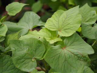 ソバ　高嶺ルビーの葉