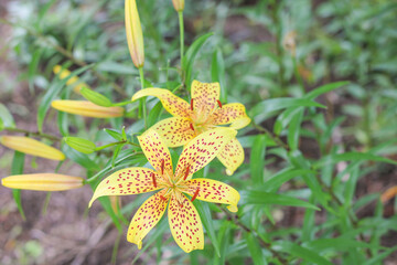Speckled yellow lily flowers