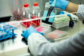 cell culture with multiple pipette at the safety cabinet in cell culture laboratory, medical, medicine and cell culture