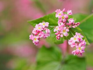 ソバ　高嶺ルビーの花