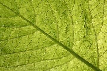 A close-up view reveals the intricate veins and vibrant shade of green on the surface of a delicate...