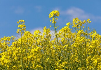 Rapeseed flower canola or colza in latin Brassica Napus