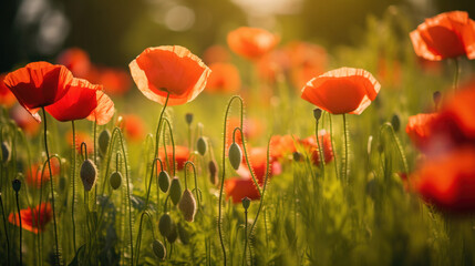 Sunlight filters through a vibrant field of red poppies, a poignant symbol of remembrance and the delicate dance of life