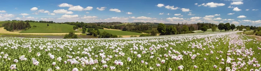  flowering opium poppy field in Latin papaver somniferum © Daniel Prudek