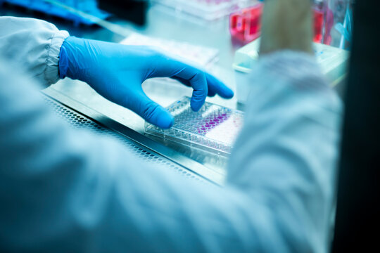 geneticist working with microplate for cells analysis in the genetic lab. Researcher working with samples of tissue culture in microplate in the bioengineering laboratory