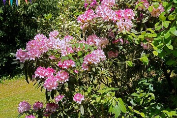 Obraz premium Rhododendron