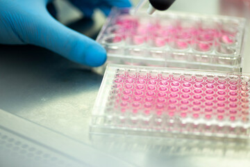 geneticist working with microplate for cells analysis in the genetic lab. Researcher working with samples of tissue culture in microplate in the bioengineering laboratory