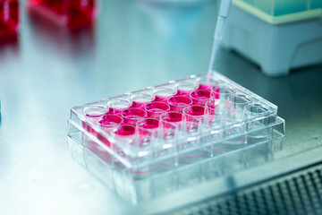 Researcher in laboratory working with cell culture, medical, medicine and cell culture laboratory, safety cabinet
