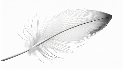 beautiful sketching white feather isolated on white background