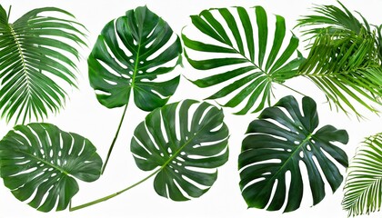 Fototapeta na wymiar set of green monstera palm and tropical plant leaf isolated on white background for design elements flat lay