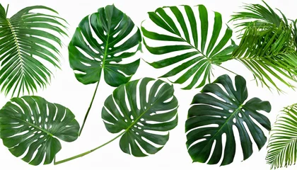 Zelfklevend Fotobehang Monstera set of green monstera palm and tropical plant leaf isolated on white background for design elements flat lay