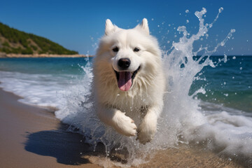 white dog running on the beach