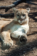 North American cougar (Puma concolor), close-up of a wild animal basking in the sun in the wild