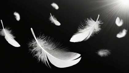 white feathers floating on black background with sunshine