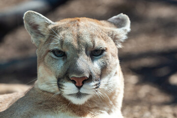 North American cougar (Puma concolor), close-up of a wild animal basking in the sun in the wild © SVDPhoto