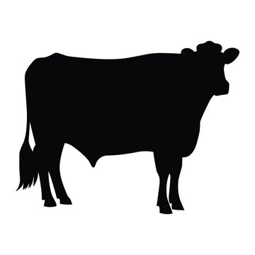 Realistic Cow Vector Black Silhouette design for T.Shirt