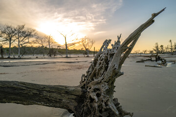 Dry trees on the sandy shore of a wide beach against the backdrop of a cloudy sky