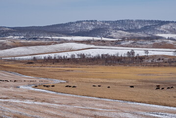 Obraz premium Russia. Krasnoyarsk Territory. A large herd of purebred cows returns home through a snow-covered agricultural field surrounded by steppe hills.