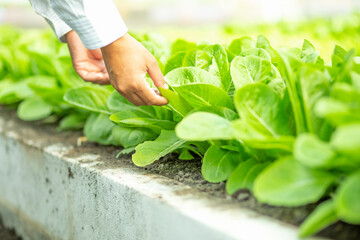 Green lettuce leaves in the vegetable field. Gardening background with green salad plants in the...