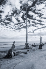 Dry trees on the sandy shore of a wide beach against the backdrop of a cloudy sky, Driftwood Beach, Georgia