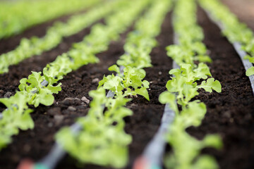 lettuce growing in vegetable garden