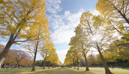row of yellow ginkgo tree in autumn autumn park in tsukuba japan
