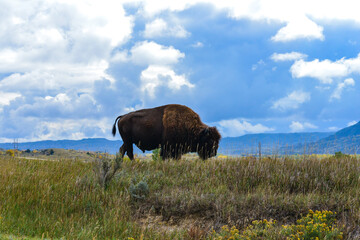 The American bison or buffalo (Bison bison), is the largest mammal on the North American continent