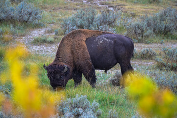 The American bison or buffalo (Bison bison), is the largest mammal on the North American continent