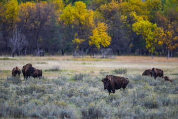 The American bison or buffalo (Bison bison), is the largest mammal on the North American continent