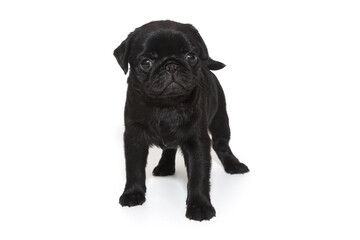 Black pug puppy,  it stands.