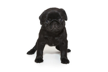 Funny puppy of a black pug,  he stands.