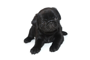Black pug puppy  lies.