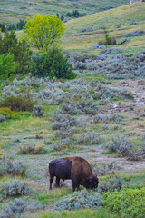 The American bison or buffalo (Bison bison), is the largest mammal on the North American continent