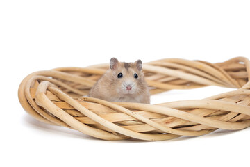 Small hamster and a wreath from a natural vine