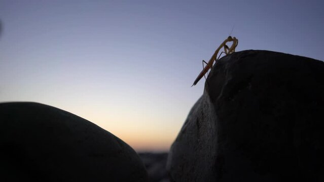 praying mantis sitting on a rock at sunset