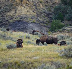 The American bison or buffalo (Bison bison), is the largest mammal on the North American continent